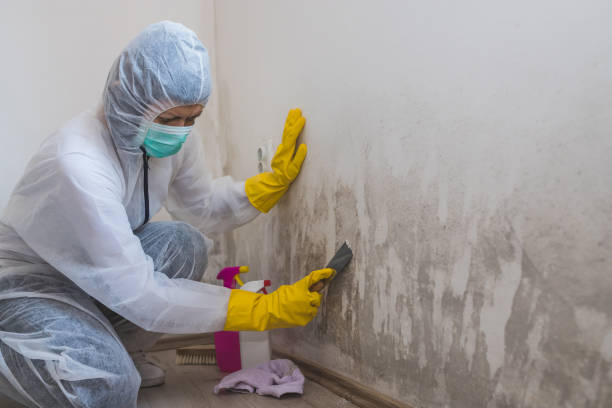 Best Residential Mold Removal  in Brentwood, TN
