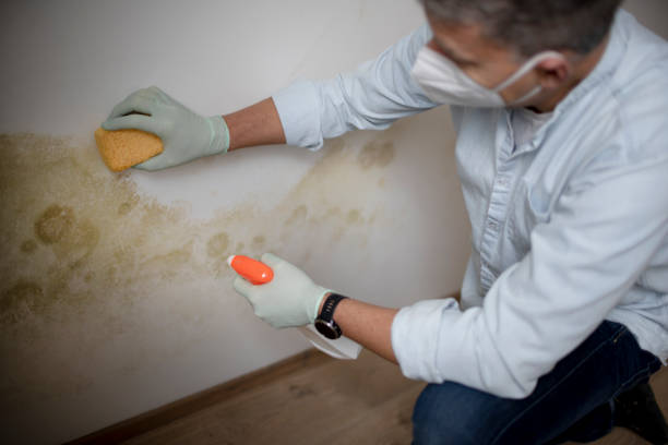 Best Attic Mold Removal  in Brentwood, TN