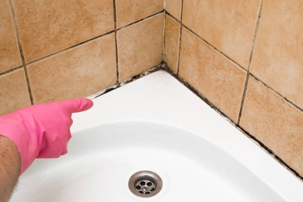 Best Black Mold Removal  in Brentwood, TN