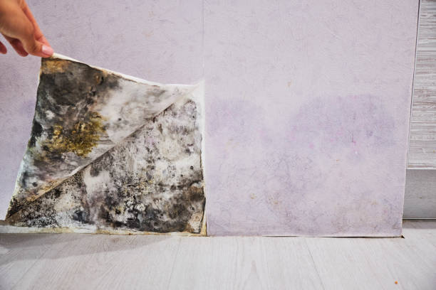 Best Mold Removal and Inspection  in Brentwood, TN